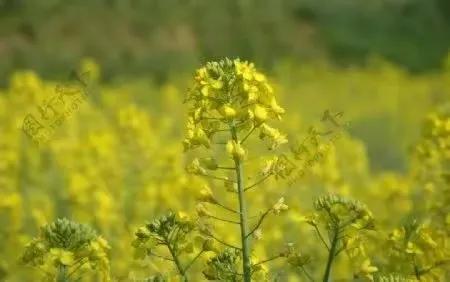 分享圖片&mdash;&mdash;美麗的油菜花集錦