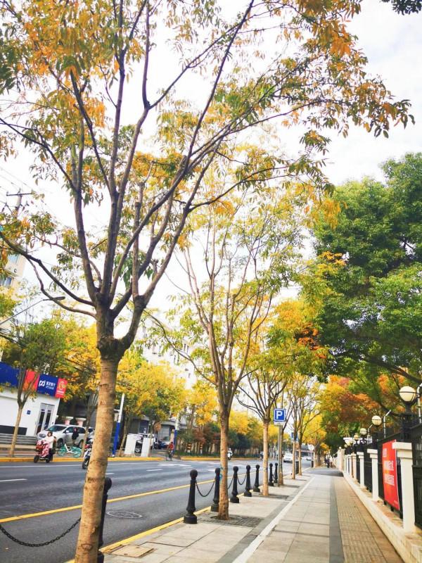 新一波地圖來了~除了北美紅楓和銀杏，普陀還有什麼好看？