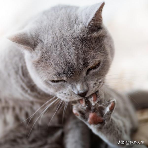 正在努力瞭解您的貓的行為嗎？這是你需要知道的