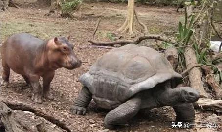 1歲河馬與130歲烏龜的&quot&semi;忘年交&quot&semi;