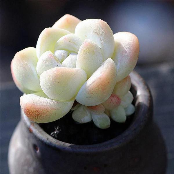 神奇的大自然之多肉植物！竟然很多都沒見過！太神奇了！（下）