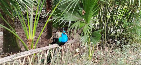 「重慶動物園」別樣風景哥倆好