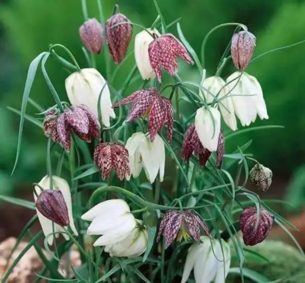 終於搞懂貝母這種植物了