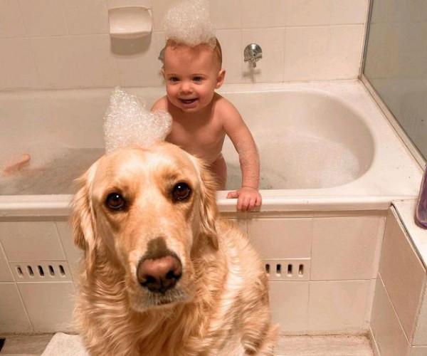 金毛狗一晚巡房15次 寵妹行為令爸媽崩潰：孩子又不是你的