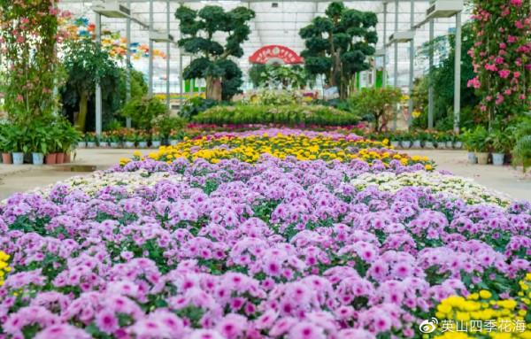 重陽節|帶上爸媽來英山四季花海,踏秋、賞花、泡湯、住宿... 重陽節|帶上爸媽來英山四季花海,踏秋、賞花、泡湯、住宿...