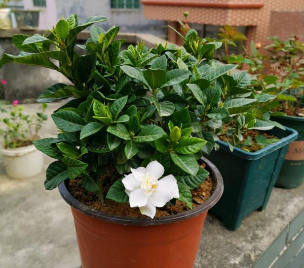 做好這5件事，梔子花在你家也能養好，葉子油綠，開花爆盆