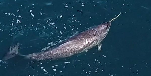 雜交動物：只看外貌，你能看出來這些動物的父母是誰嗎？