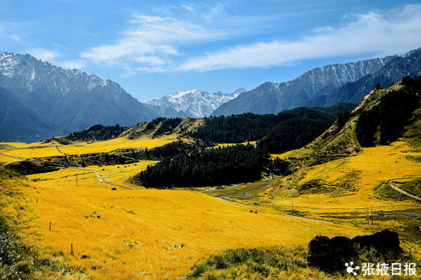 秋色浸染祁連山，大都麻色彩斑斕惹人醉