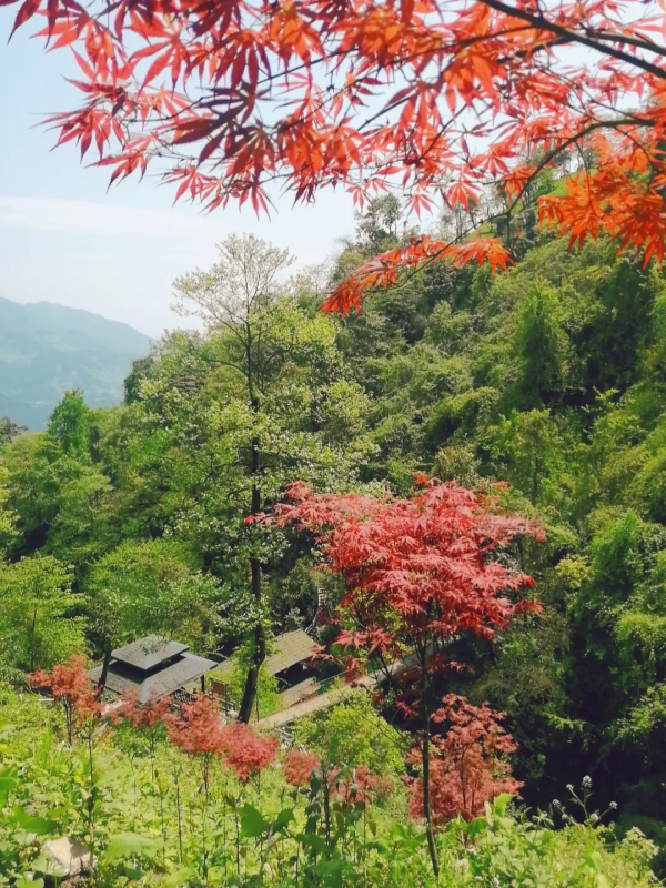 賞秋來這裡！什邡神瀑溝紅楓林金秋醉美風景上線~