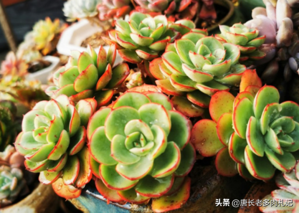 剛立春，室內養的多肉先別往外搬，畢竟只憑這點就足以讓它們掛掉