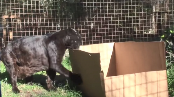 貓咪喜歡紙箱,那大貓呢?8種大型貓科動物實測,結果太可愛 貓咪喜歡紙箱,那大貓呢?8種大型貓科動物實測,結果太可愛