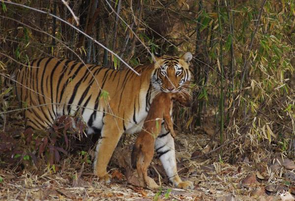 野生數量不足五千！瀕危物種“豺狼虎豹”之首現身雲南，有多可怕