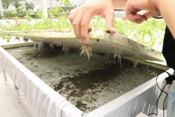 “海歸廠二代”工廠種蔬菜,不用土壤長在氣霧裡,1畝相當8畝土地 “海歸廠二代”工廠種蔬菜,不用土壤長在氣霧裡,1畝相當8畝土地