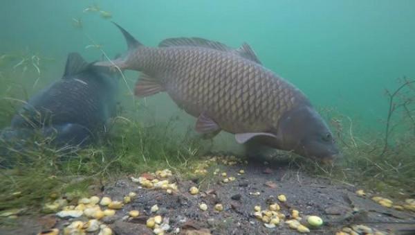 立春過後釣鯽鯉，出現這兩種情況選擇釣浮，其他時候一概釣底