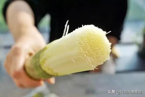 民間故事:除夕夜吃甘蔗擁火種 民間故事:除夕夜吃甘蔗擁火種