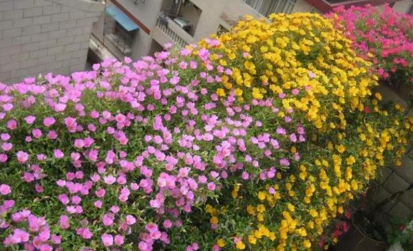 元旦前後養草花當首選這3樣,花色繁雜,好打理,可輕鬆擁有花海 元旦前後養草花當首選這3樣,花色繁雜,好打理,可輕鬆擁有花海