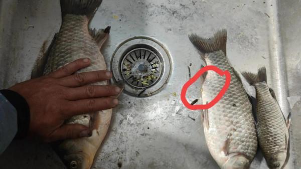 冬季釣大板鯽為什麼要打隔夜窩? 冬季釣大板鯽為什麼要打隔夜窩?