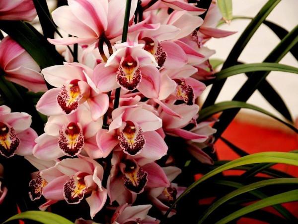 討好型人格的雙魚座,最喜歡說“好好好”,感覺好欺負,卻被反殺 討好型人格的雙魚座,最喜歡說“好好好”,感覺好欺負,卻被反殺