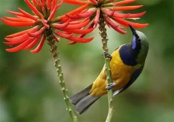 50只美麗的鳥兒，鳥語花香，鶯歌燕舞，真的太美了