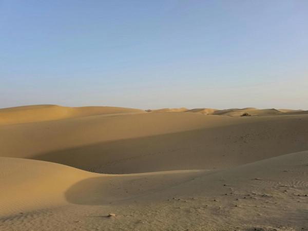 沙漠生命之魂 ～ 胡楊林