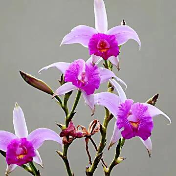 竹葉蘭-植株較大，花色鮮豔，花型像美麗的卡特蘭，且有香味