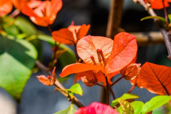 秋花好評排行榜出爐:月季沒上榜,三角梅跌出前三 秋花好評排行榜出爐:月季沒上榜,三角梅跌出前三