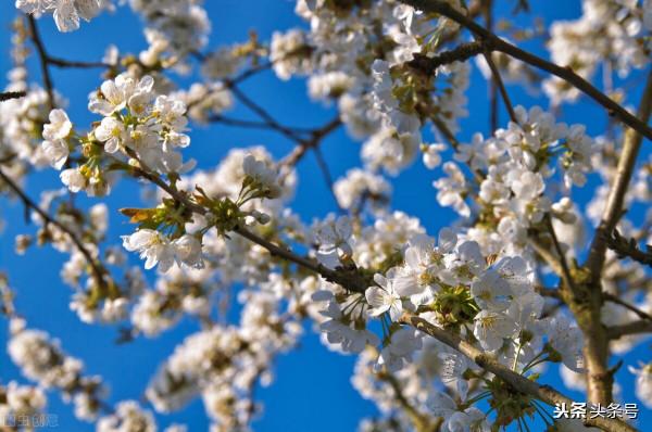 聊齋故事：惡女花魁