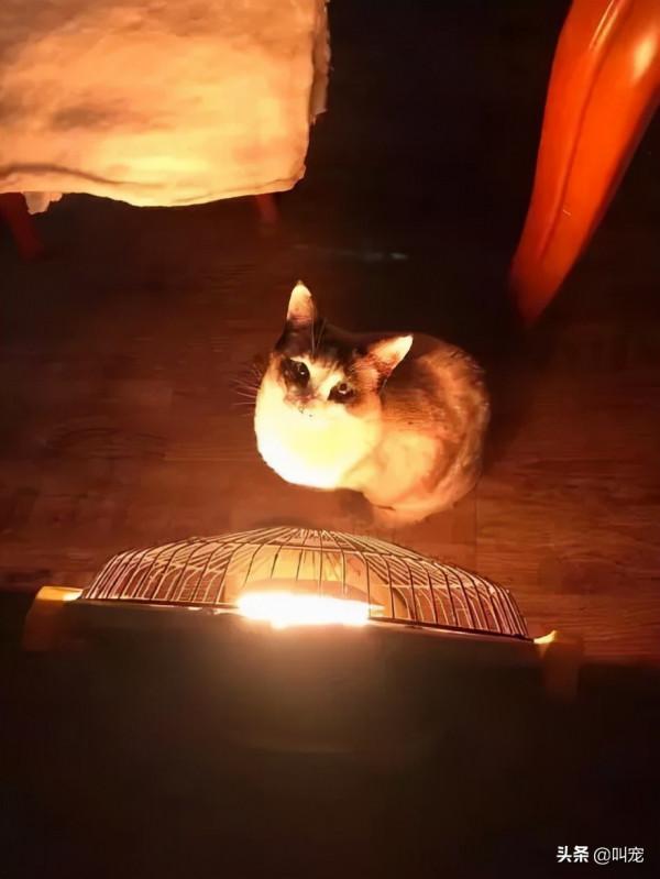 冬天寵物取暖方式千奇百怪，鏟屎官請留意這幾點