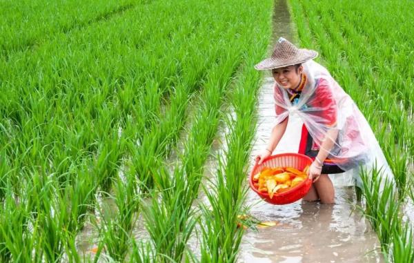 曾經火遍全國的“稻田養魚”,現在為何沒人養了?老農:我太累了 曾經火遍全國的“稻田養魚”,現在為何沒人養了?老農:我太累了