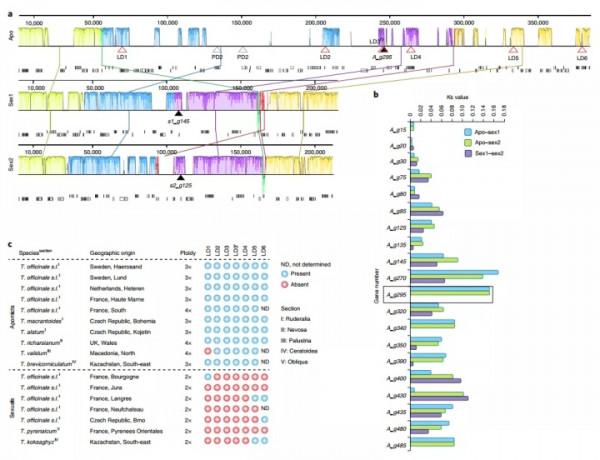 N G&vert; 新的孤雌生殖基因被發現！助力植物無融合生殖再上新臺階