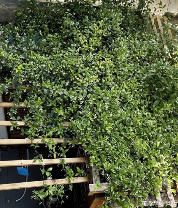 1種花像“小風車”,爬牆速度超快,花香濃郁好聞極了 1種花像“小風車”,爬牆速度超快,花香濃郁好聞極了