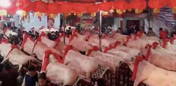 見過潮汕賽大豬，就明白了美學的奧秘