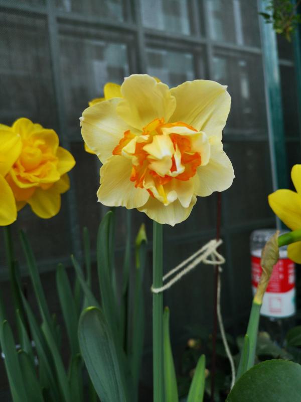 秋天土裡埋個“洋蔥頭”,成活很容易,開出絕美花箭 秋天土裡埋個“洋蔥頭”,成活很容易,開出絕美花箭