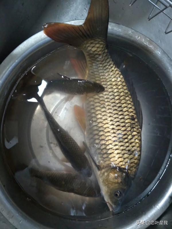 春季釣魚技巧