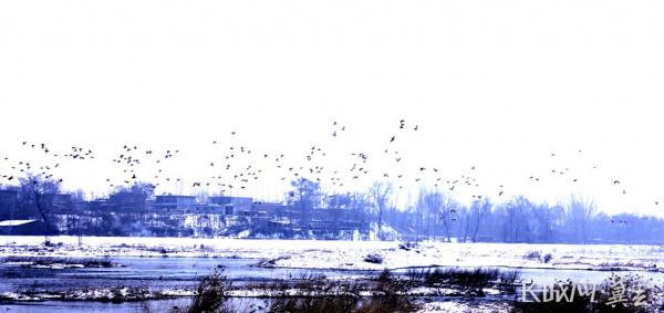 高畫質圖 &vert; 平山縣治河溼地：大雪後 群鳥歡