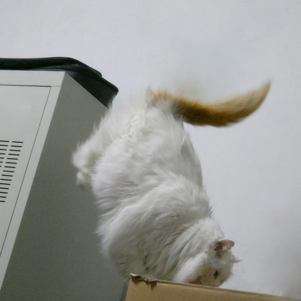 黑夜漸短，還剩多少時間能蹦迪？