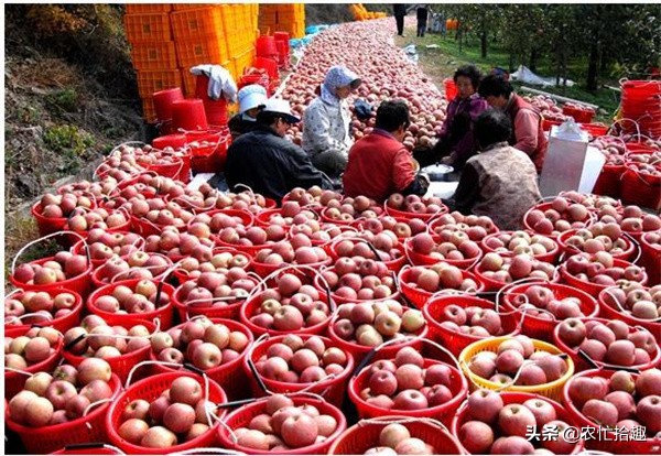 採收半個月一直跌,低至8毛一斤,不少果農要砍樹,這果子涼了? 採收半個月一直跌,低至8毛一斤,不少果農要砍樹,這果子涼了?