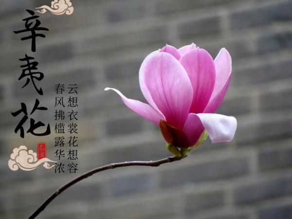 過敏性鼻炎13年，其實是衛氣不固，我用10味藥健脾，33天后改善