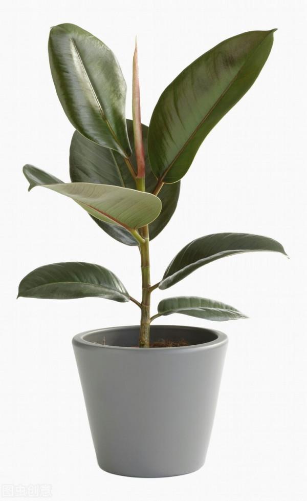 客廳層次感太弱？養這6種綠植試試，大氣又立體，幸福感倍增