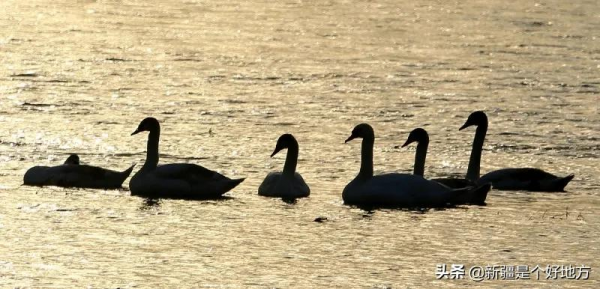 冬季到新疆看天鵝~