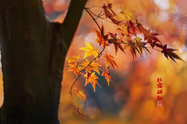 如此美豔！這裡的“楓”景值得去打卡