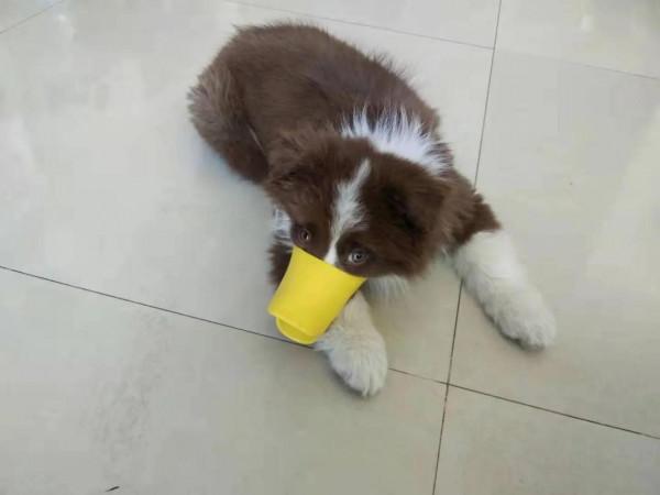 米莎，真的相忘於江湖嗎？