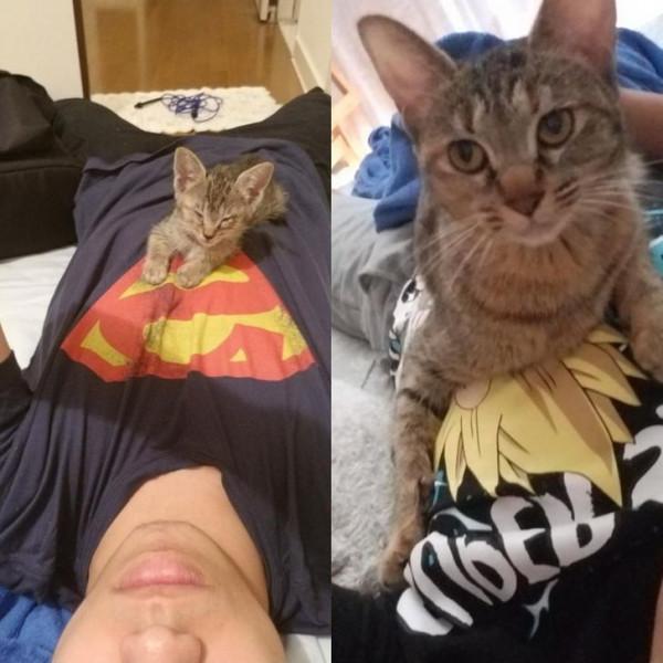 15只以上的寵物向人類表達了所有的愛 15只以上的寵物向人類表達了所有的愛