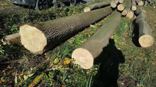 關於北美黑胡桃、北美櫻桃木、北美橡木、黃花梨等特點