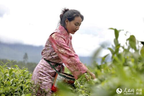 波密易貢：一片小茶葉，興了鄉村，富了百姓