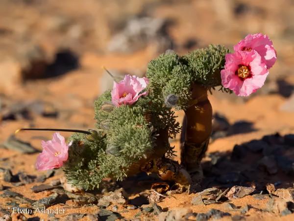 世界那麼大，多肉那麼美，我們一起去看看吧 | 南非多肉欣賞