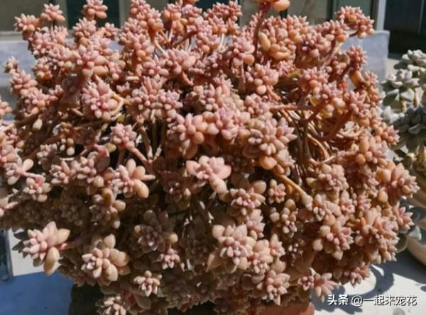 十月養多肉，教你幾個小技巧，快速上色，30天養成群生肉墩子