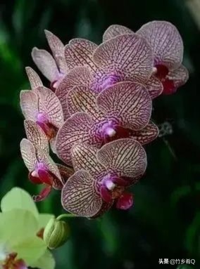 奇形怪狀的漂亮蘭花