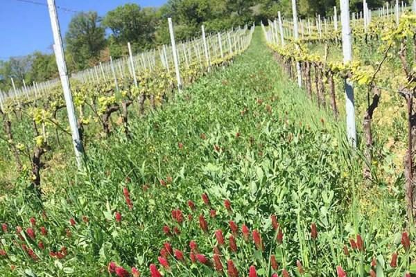 酒莊科普 | 尊崇天然有機的「Raina酒莊」