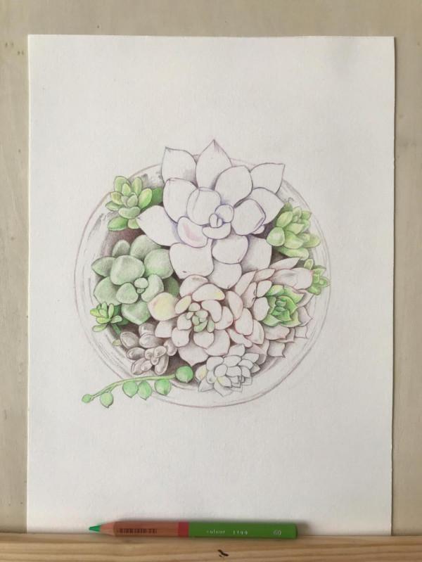 多肉植物彩鉛畫全過程(1-1) 多肉植物彩鉛畫全過程(1-1)